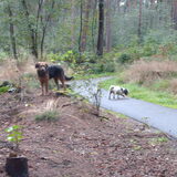 Foto van liesbeth,Turbo,Luna, Levi en Faith