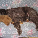 Damon was hier op de foto net 3 maanden oud, samen met Wodan (toen niet…
