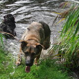 Rocky is dol op water, springt erin en eruit zoveel hij kan.