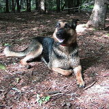 Rody in het bos