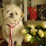 "FEEST MONTIE ! "