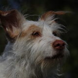 Paloma