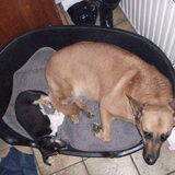 zoey en de mechelaar van mijn ma