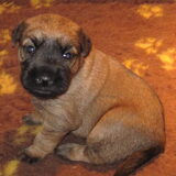 pup 3 weken oud