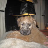 pup 6.5 weken oud