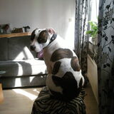 MOOIERD