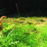lekker tussen het gras