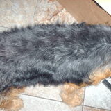 Foto van liesbeth,Turbo,Luna, Levi en Faith