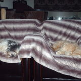 Foto van liesbeth,Turbo,Luna, Levi en Faith