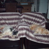 Foto van liesbeth,Turbo,Luna, Levi en Faith