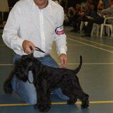 Boom Boom Rezlark op de Kampioens clubmatch Nederlandse Schnauzer Club…