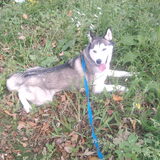 modelletjee