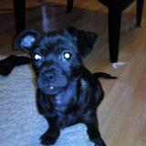 Foto van Yuki & Shadow