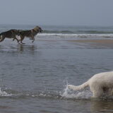 Foto van Leffe Saarlooswolfhond
