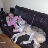 Foto van Leffe Saarlooswolfhond