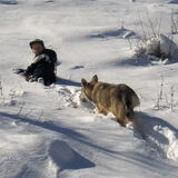 Foto van Leffe Saarlooswolfhond