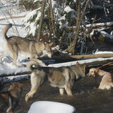 Foto van Leffe Saarlooswolfhond