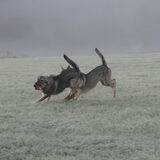 Foto van Leffe Saarlooswolfhond