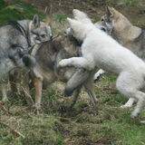 Foto van Leffe Saarlooswolfhond