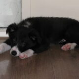 Zaza 12 weken.