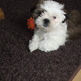 kyra 10 week