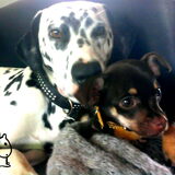 Foto van Julie x Evando x Brownie