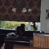 Foto van liesbeth,Turbo,Luna, Levi en Faith