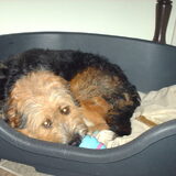 Foto van liesbeth,Turbo,Luna, Levi en Faith