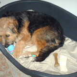 Foto van liesbeth,Turbo,Luna, Levi en Faith