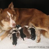 Yes de pups zijn geboren! op 17 sep