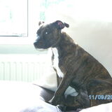 Foto van Missy