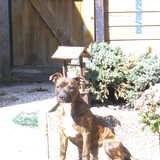 Foto van Missy