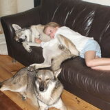 Foto van Leffe Saarlooswolfhond