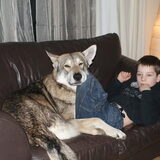 Foto van Leffe Saarlooswolfhond
