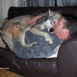 Foto van Leffe Saarlooswolfhond