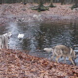 Foto van Leffe Saarlooswolfhond