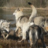 Foto van Leffe Saarlooswolfhond