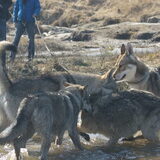 Foto van Leffe Saarlooswolfhond