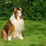 sheba in het park, overleden op 07-06-2010