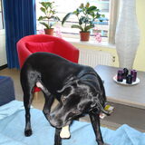 Foto van gj rocky labradors