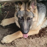 vito bijna 5mnd