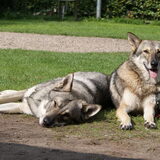 Foto van Leffe Saarlooswolfhond