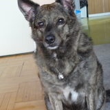 Laika met een keting om.