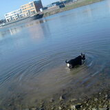 blaffen tegen het water hahaha