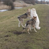Foto van Leffe Saarlooswolfhond
