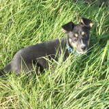 zoey bij ons achter