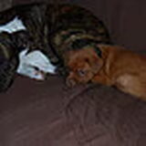 samen slapen