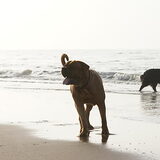 spelen op het strand