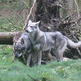 Foto van Leffe Saarlooswolfhond