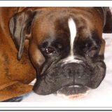 Lucky, onze 9 jaar oude Boxer.